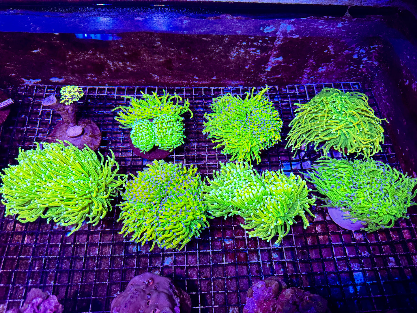 New Coral Pics 05.14.2024