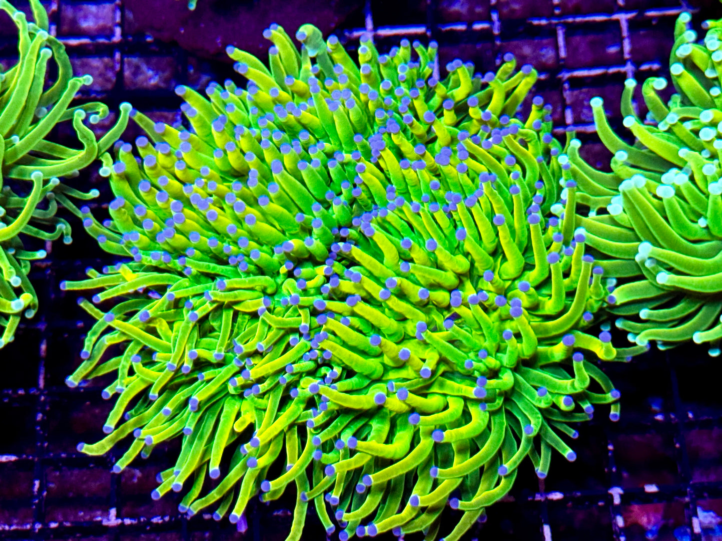 New Coral Pics 05.14.2024