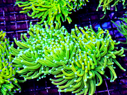 New Coral Pics 05.14.2024