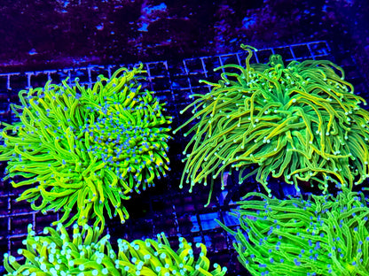 New Coral Pics 05.14.2024