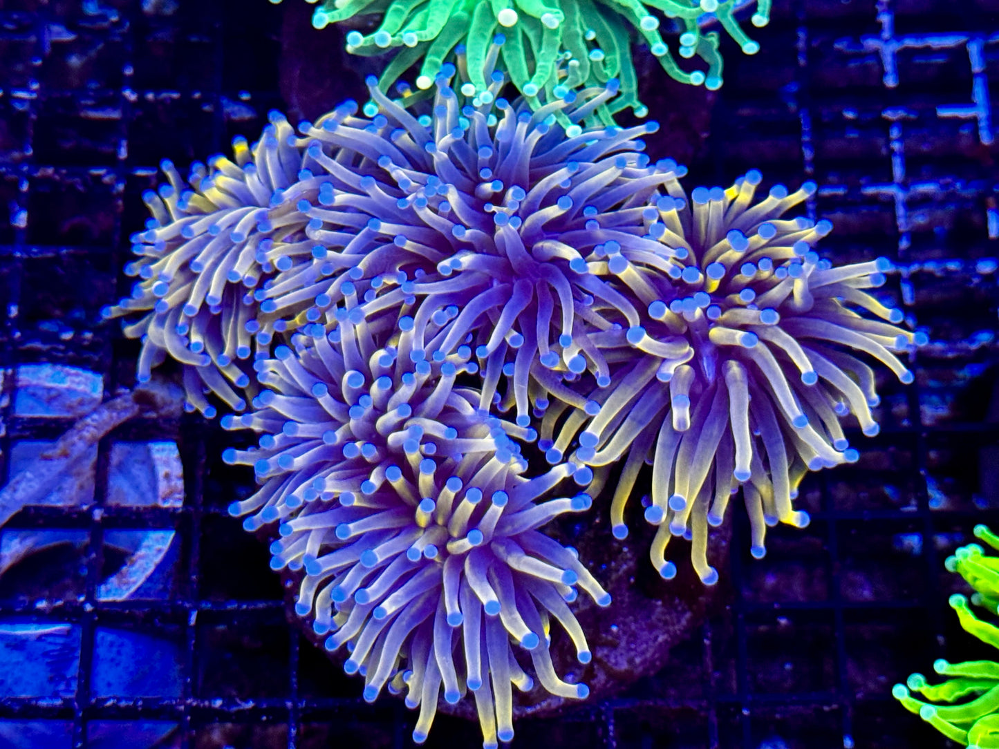 New Coral Pics 05.14.2024