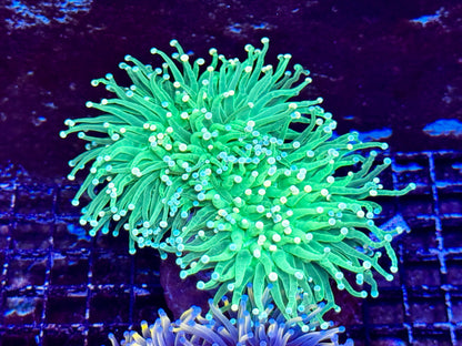 New Coral Pics 05.14.2024