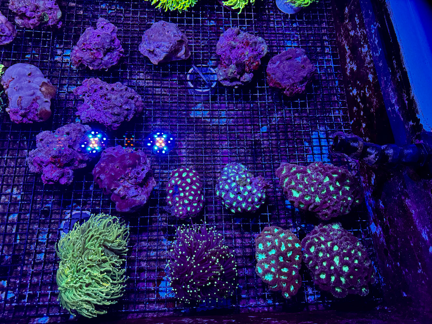 New Coral Pics 05.14.2024