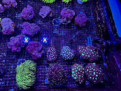 New Coral Pics 05.14.2024