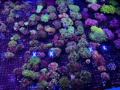 New Coral Pics 05.14.2024