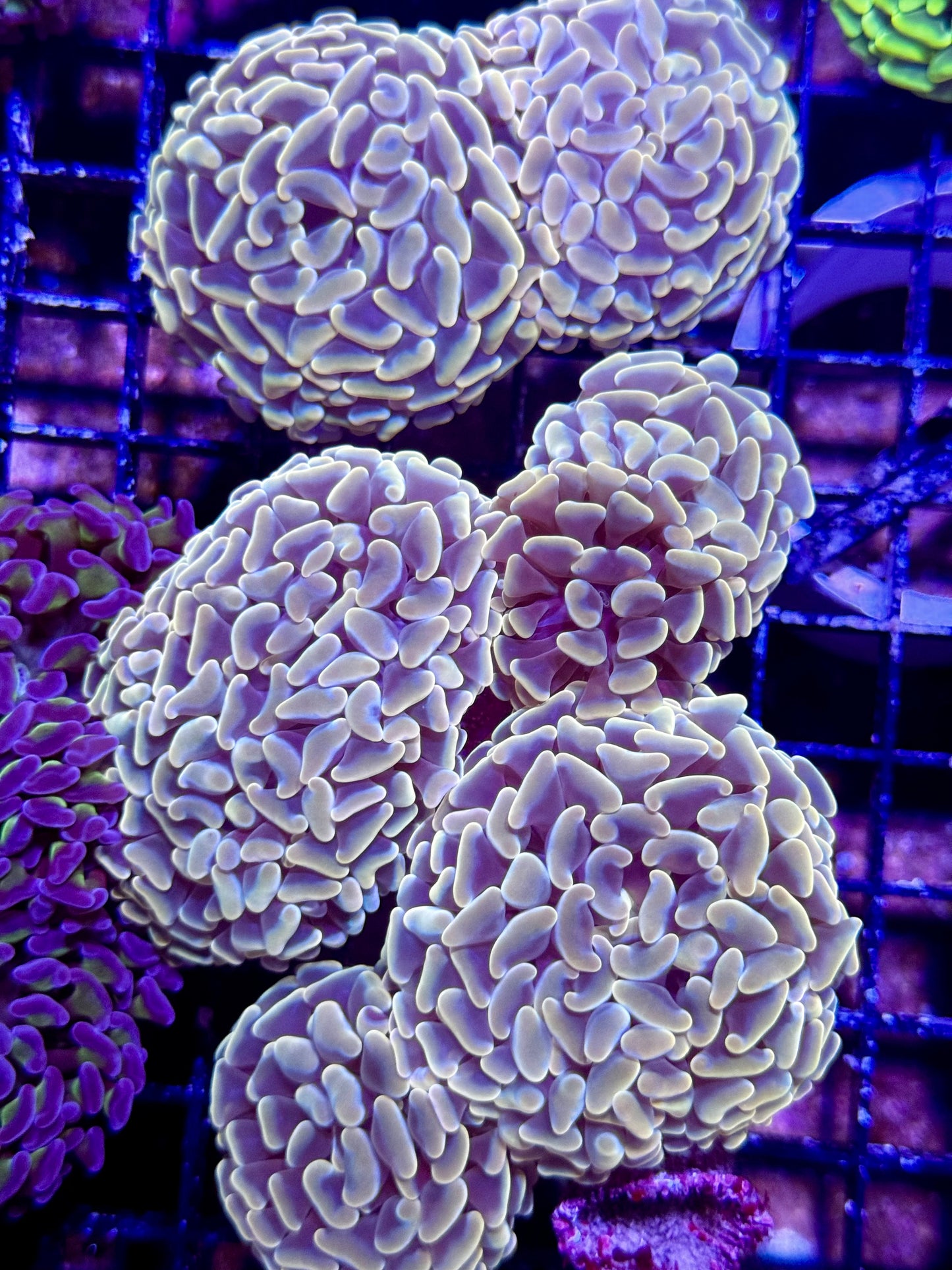 New Coral Pics 05.14.2024