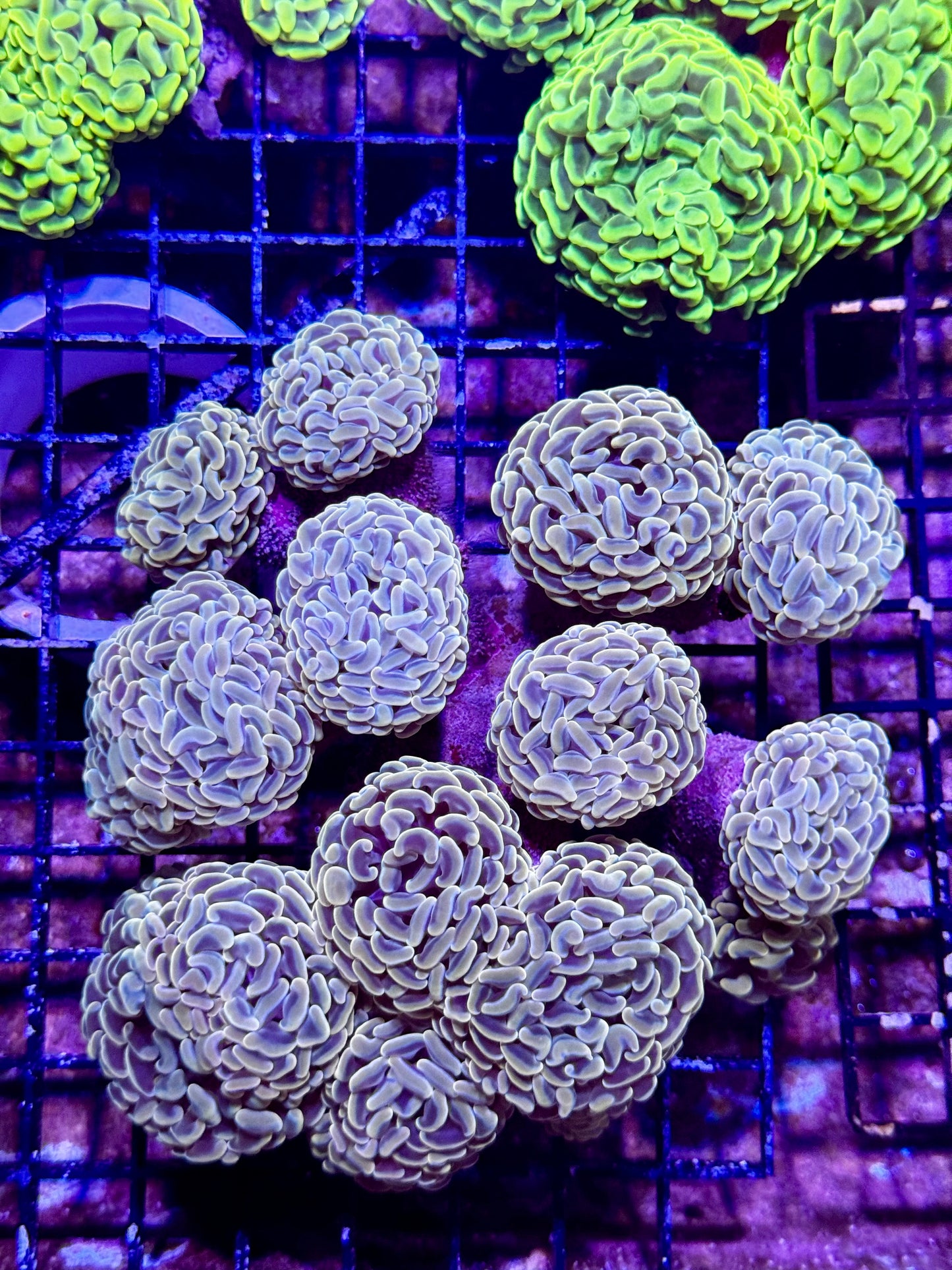 New Coral Pics 05.14.2024