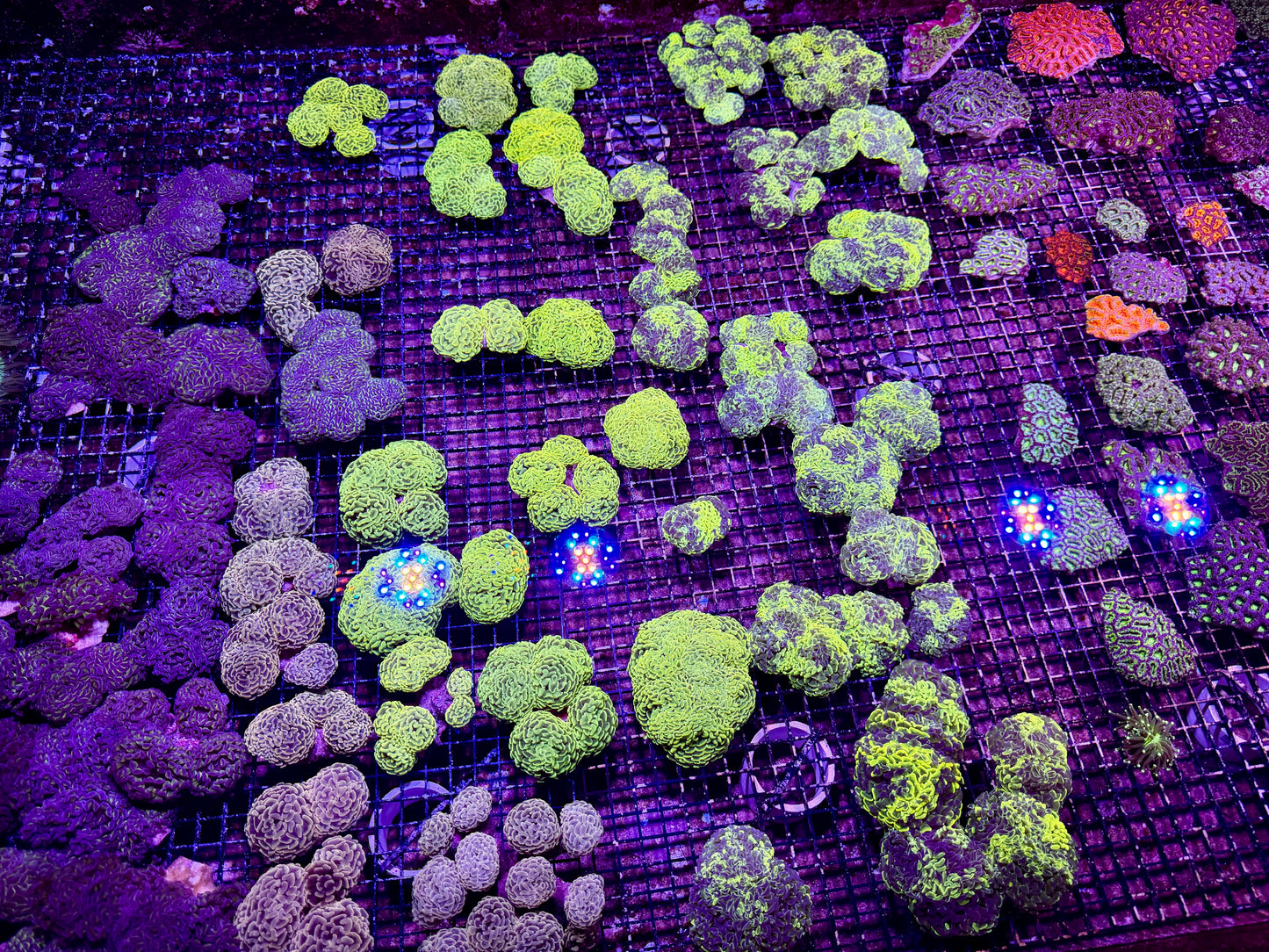 New Coral Pics 05.14.2024