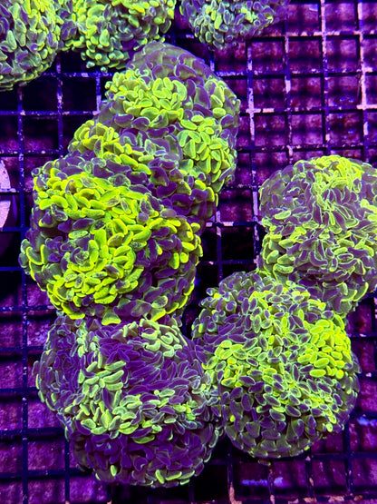 New Coral Pics 05.14.2024