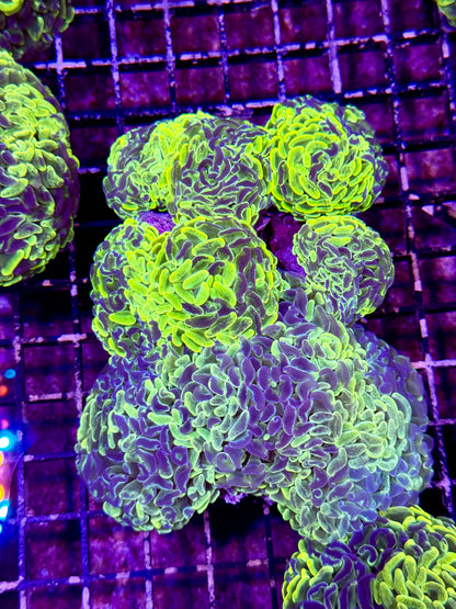 New Coral Pics 05.14.2024