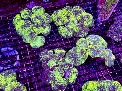 New Coral Pics 05.14.2024