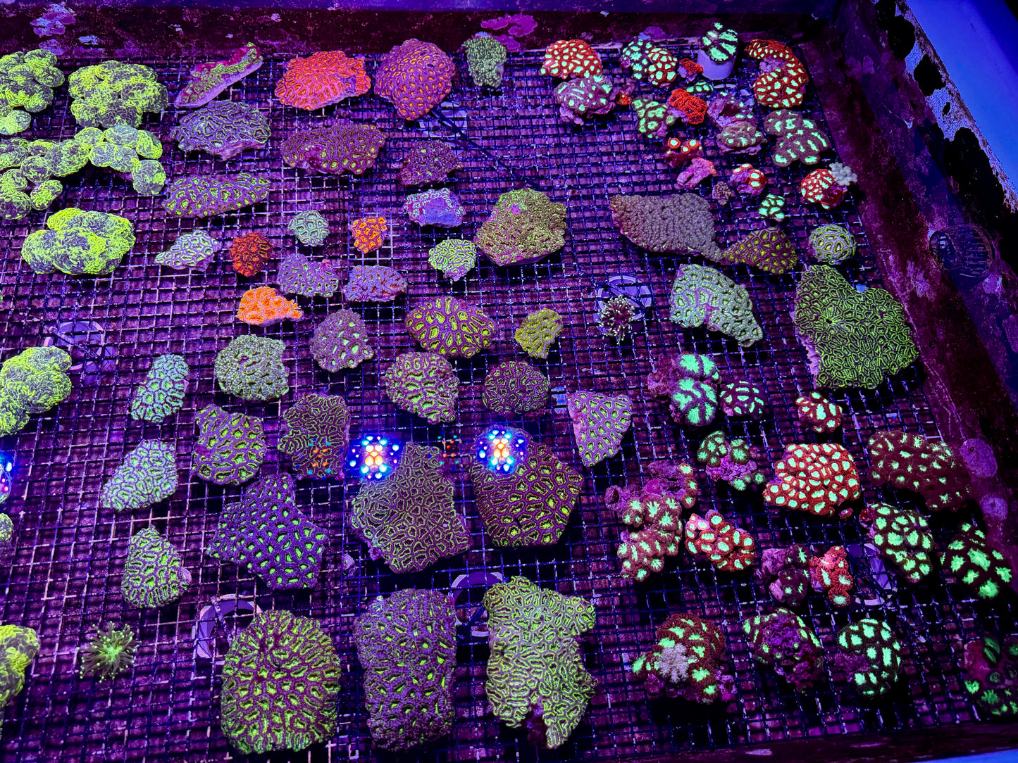 New Coral Pics 05.14.2024