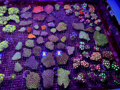 New Coral Pics 05.14.2024