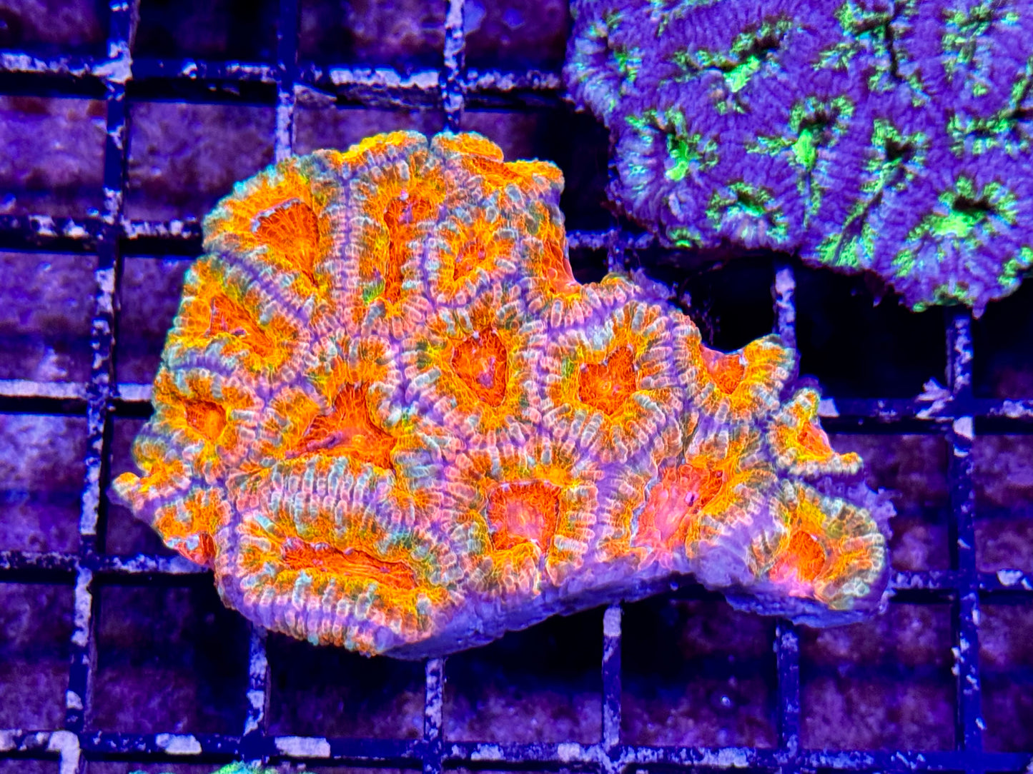 New Coral Pics 05.14.2024