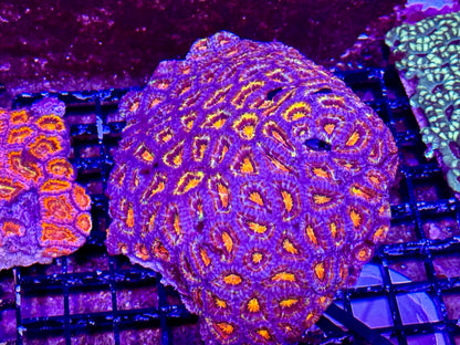 New Coral Pics 05.14.2024