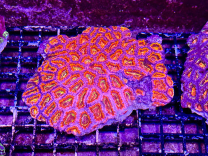 New Coral Pics 05.14.2024