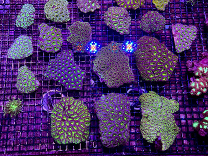 New Coral Pics 05.14.2024