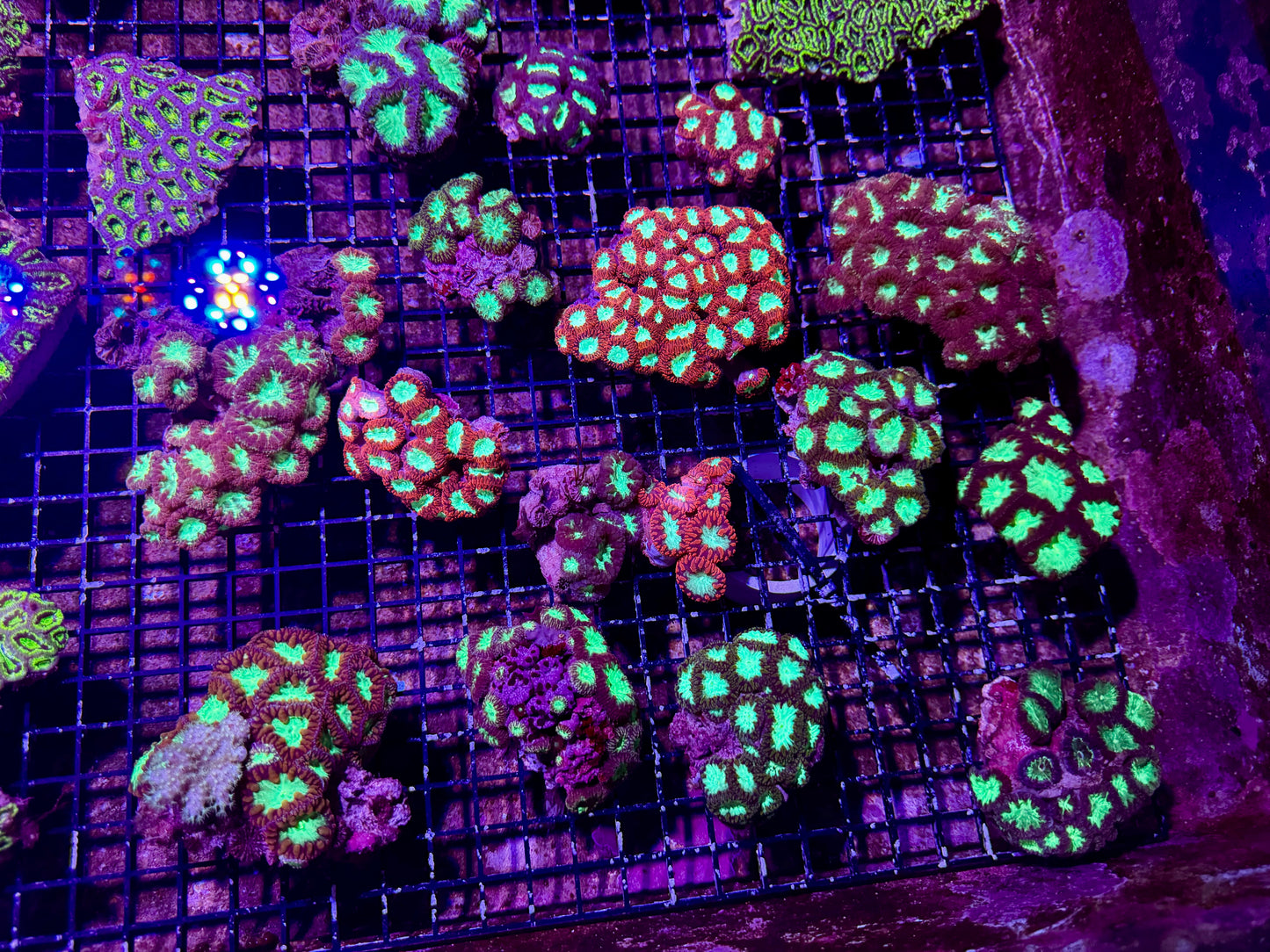 New Coral Pics 05.14.2024