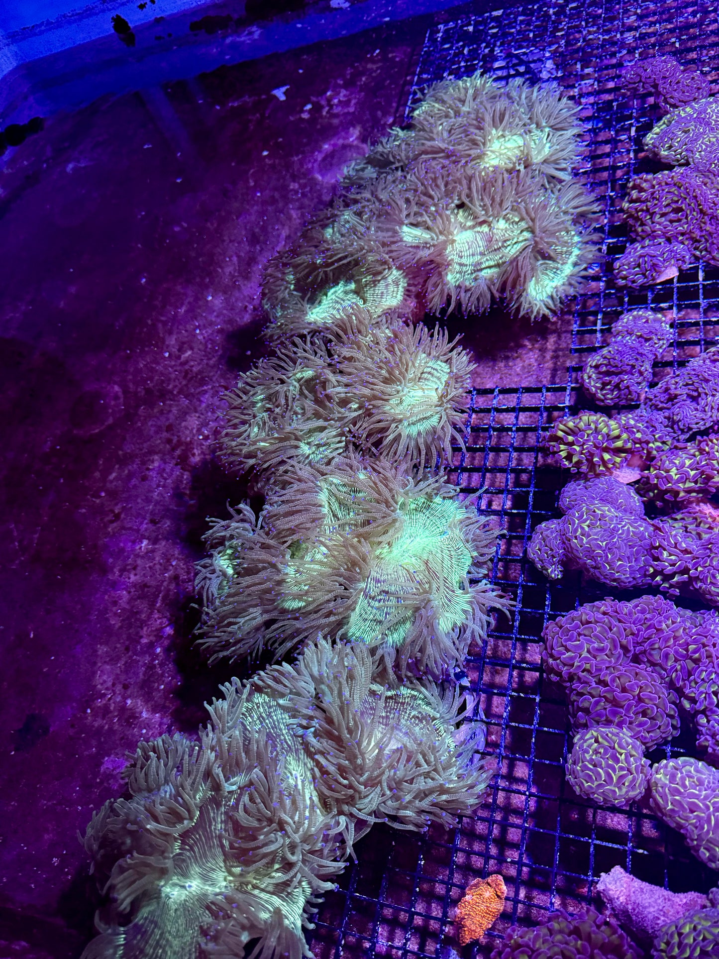 New Coral Pics 05.14.2024