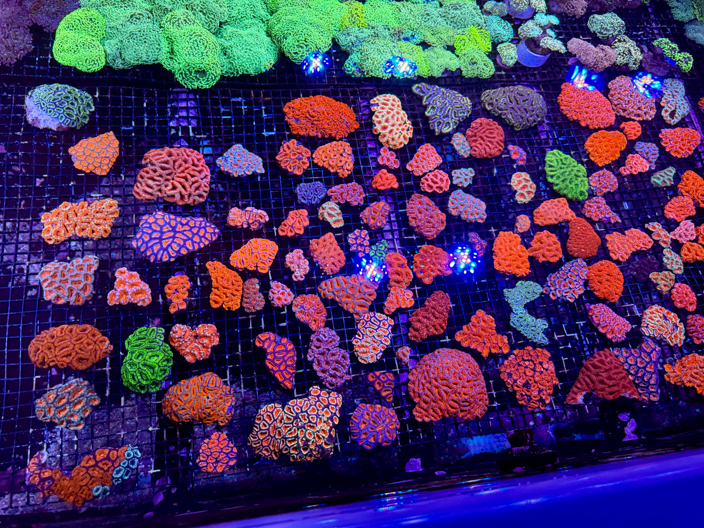 New Coral Pics 05.14.2024