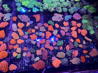 New Coral Pics 05.14.2024