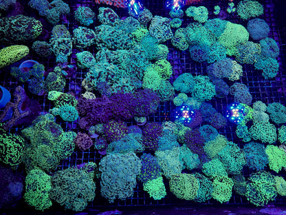 New Coral Pics 05.14.2024