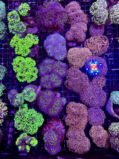 New Coral Pics 05.14.2024