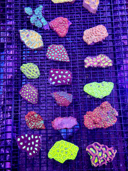 New Coral Pics 05.14.2024