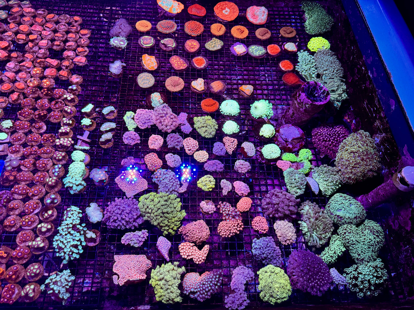 New Coral Pics 05.14.2024