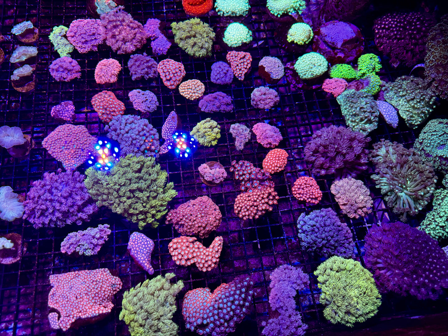 New Coral Pics 05.14.2024