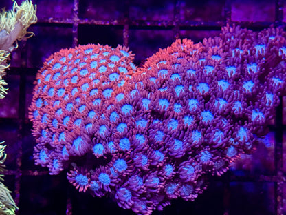 New Coral Pics 05.14.2024