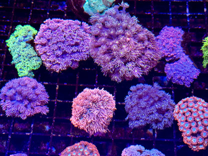 New Coral Pics 05.14.2024