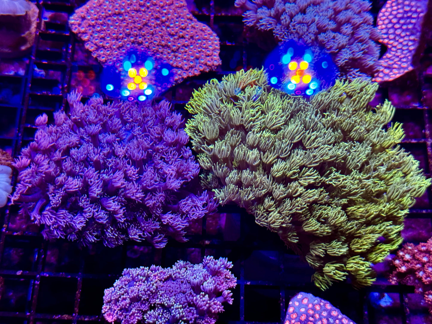 New Coral Pics 05.14.2024