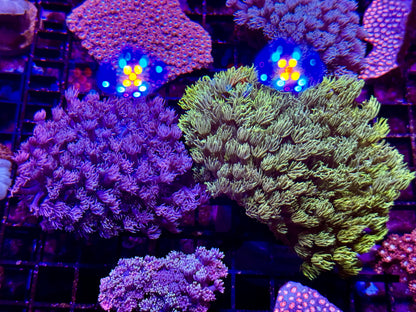 New Coral Pics 05.14.2024