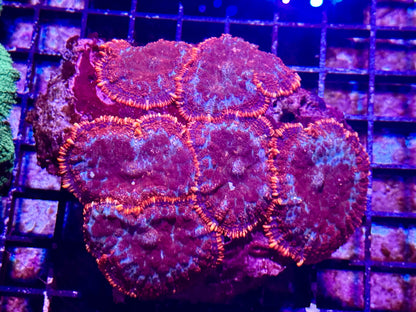 New Coral Pics 05.14.2024