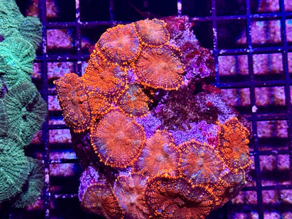 New Coral Pics 05.14.2024