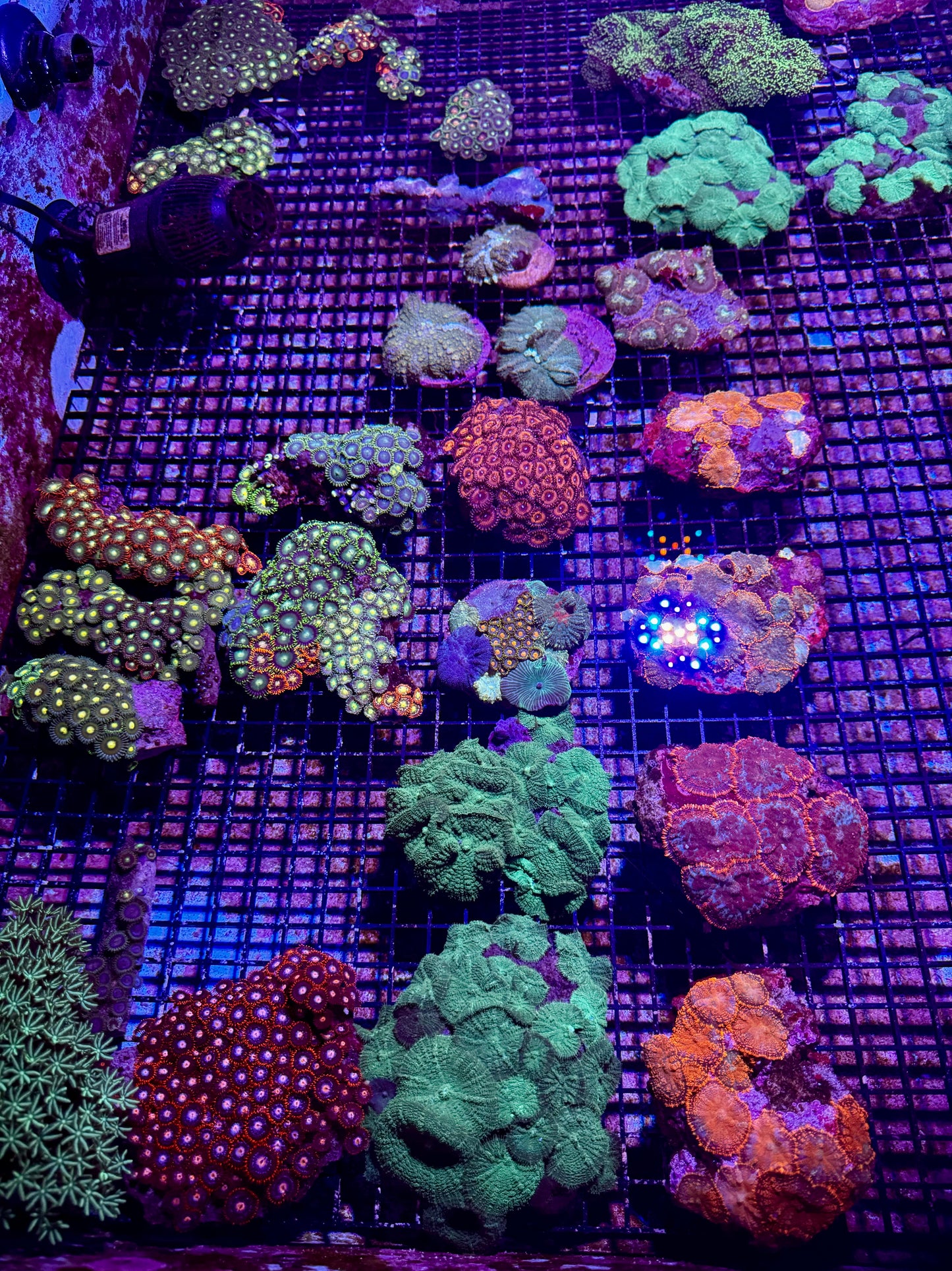 New Coral Pics 05.14.2024