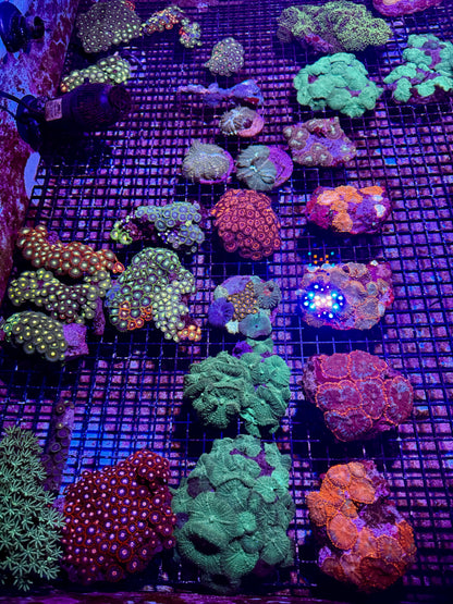 New Coral Pics 05.14.2024