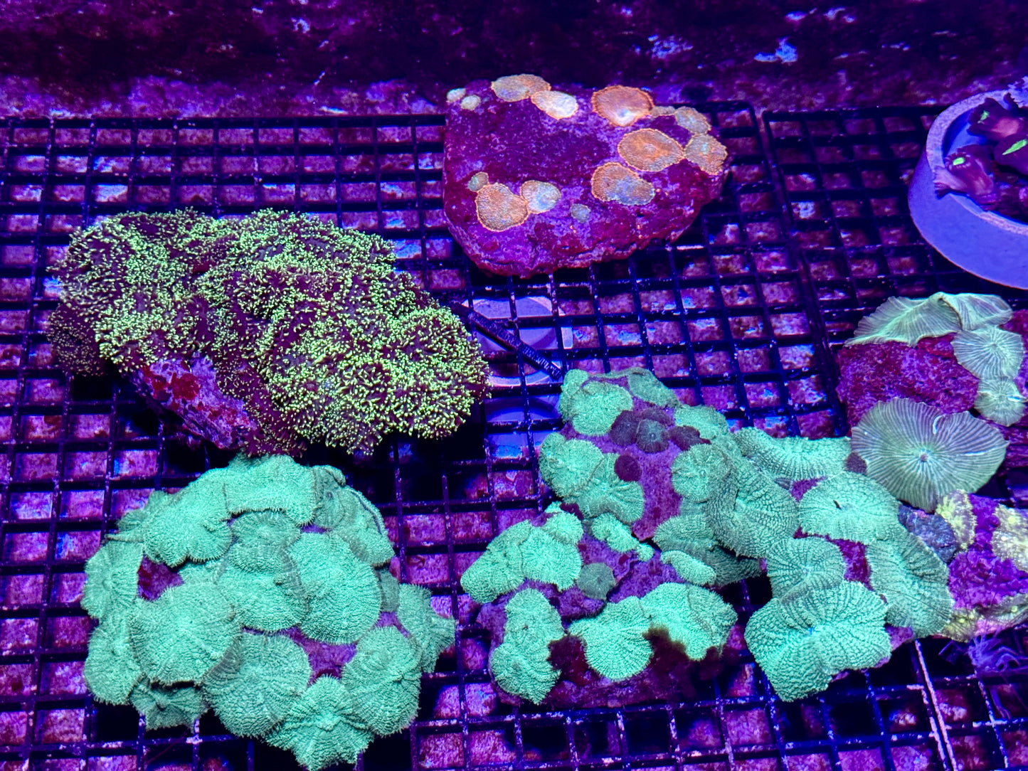 New Coral Pics 05.14.2024