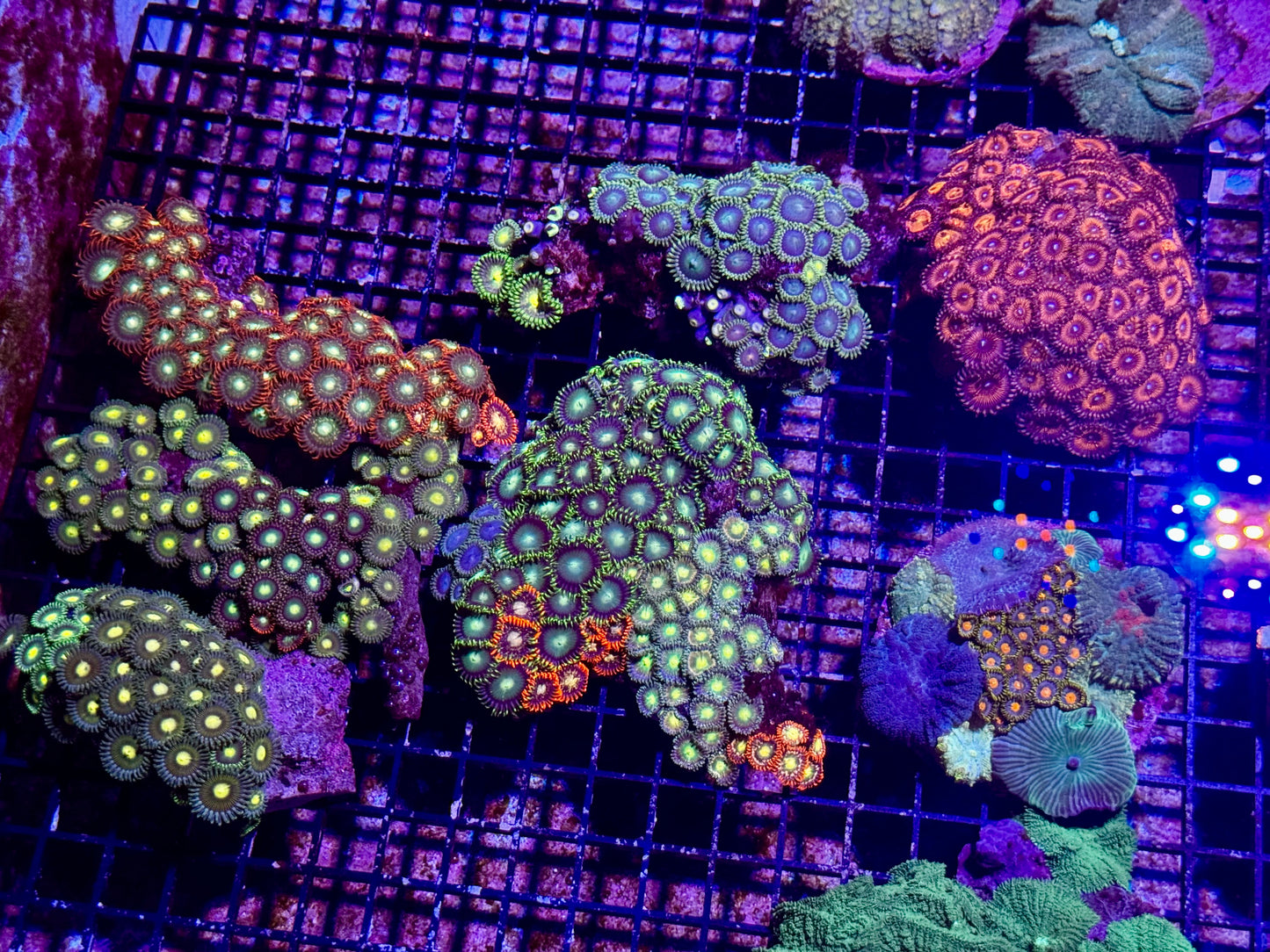 New Coral Pics 05.14.2024