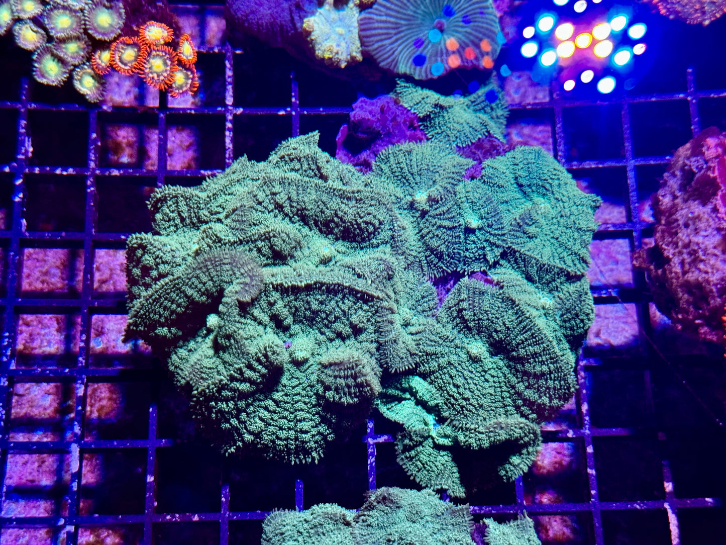 New Coral Pics 05.14.2024