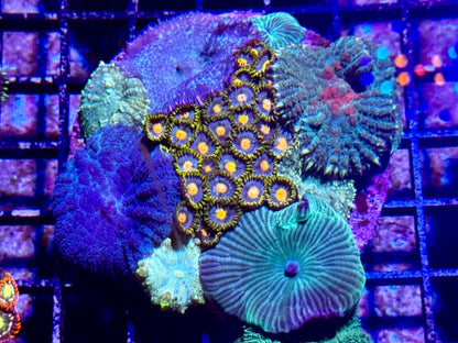 New Coral Pics 05.14.2024