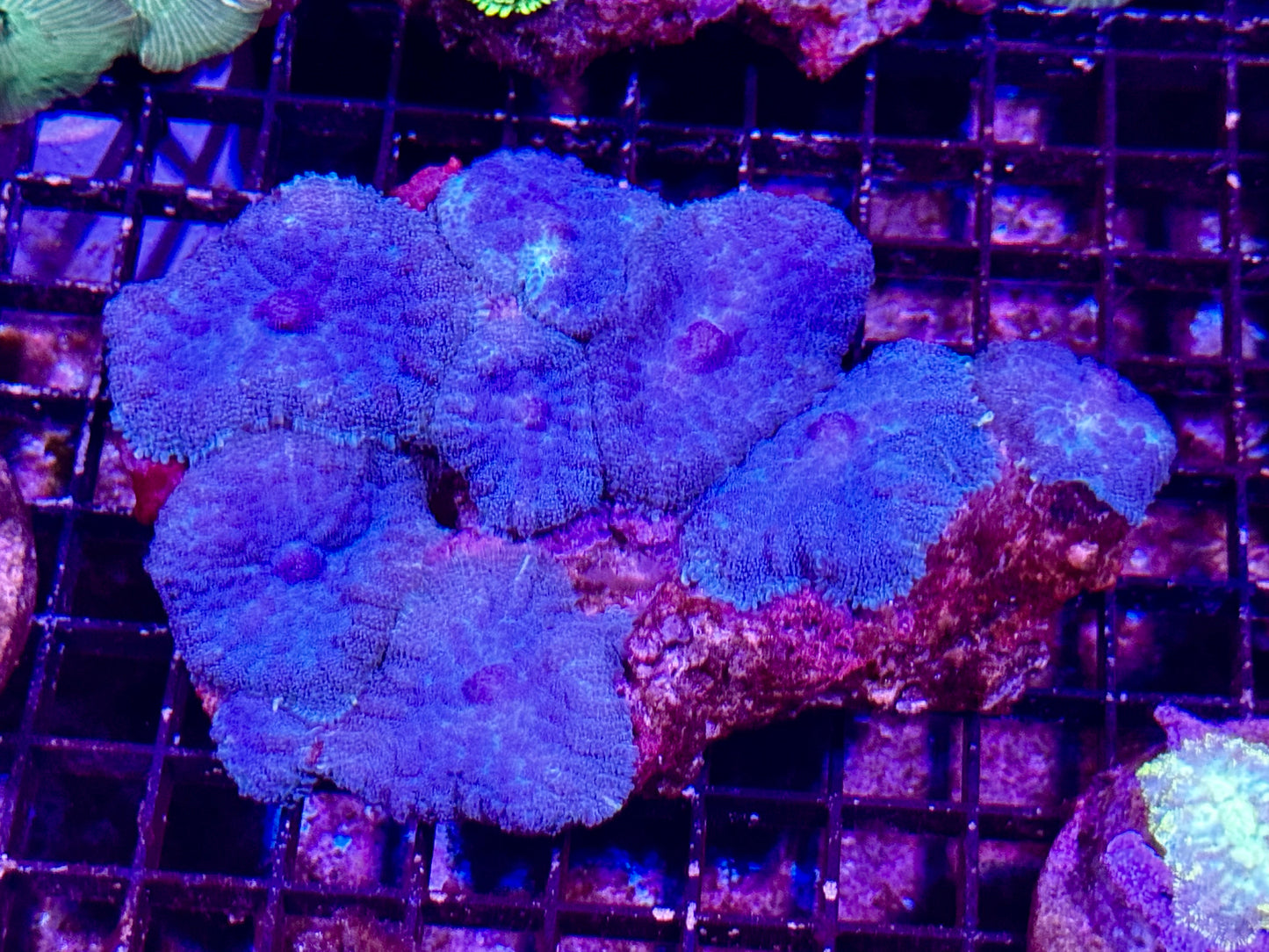 New Coral Pics 05.14.2024