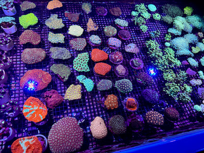 New Coral Pics 05.14.2024