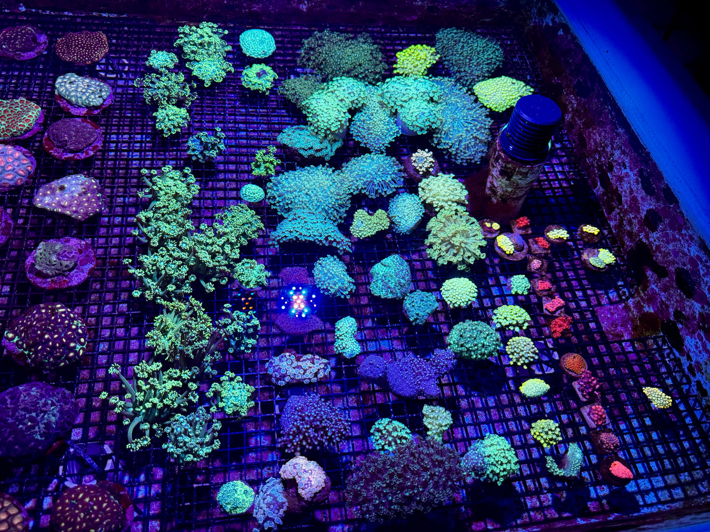 New Coral Pics 05.14.2024