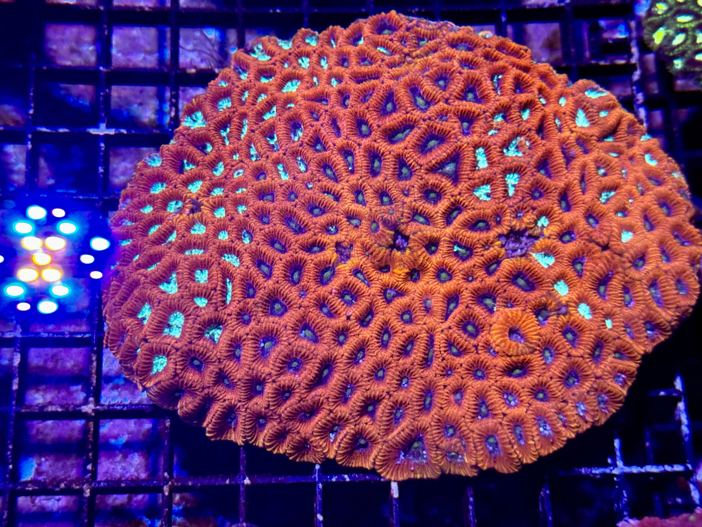 New Coral Pics 05.14.2024