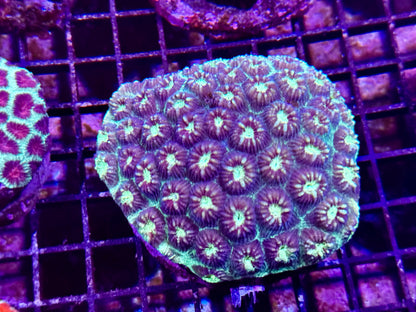 New Coral Pics 05.14.2024