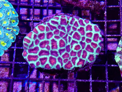 New Coral Pics 05.14.2024