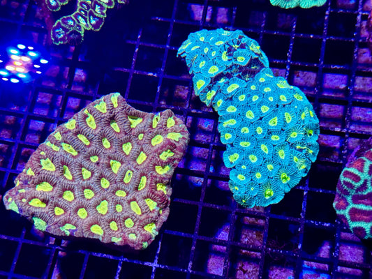 New Coral Pics 05.14.2024