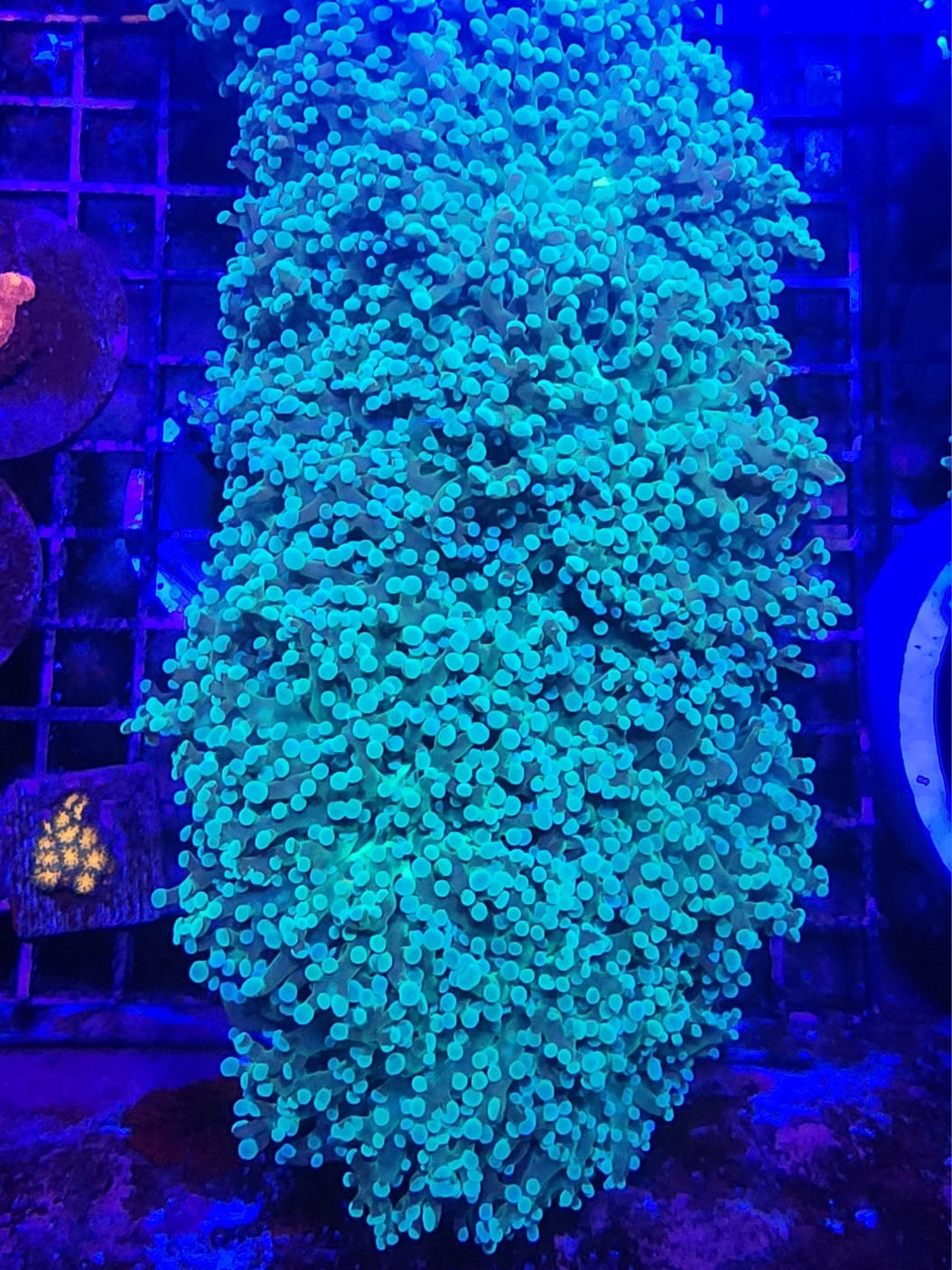 Indo Green Frogspawn Colony